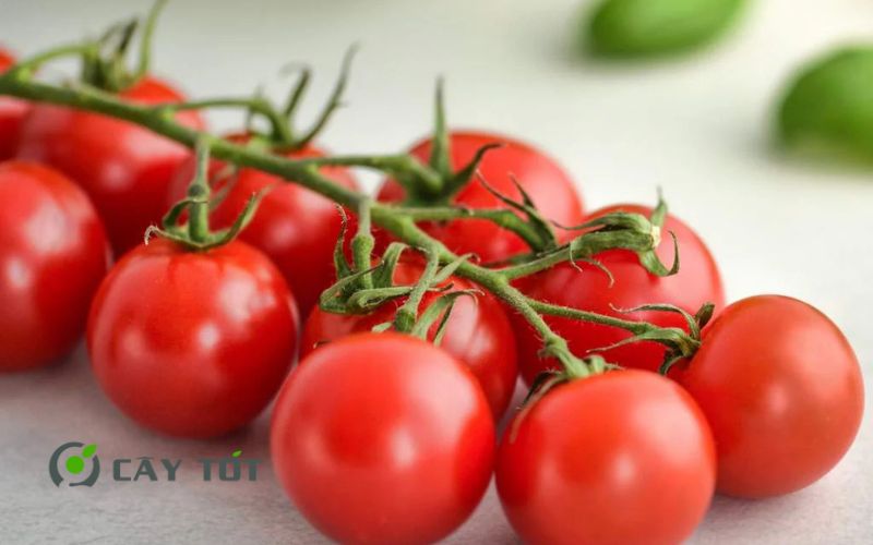Hạt Giống Cà Chua Cherry