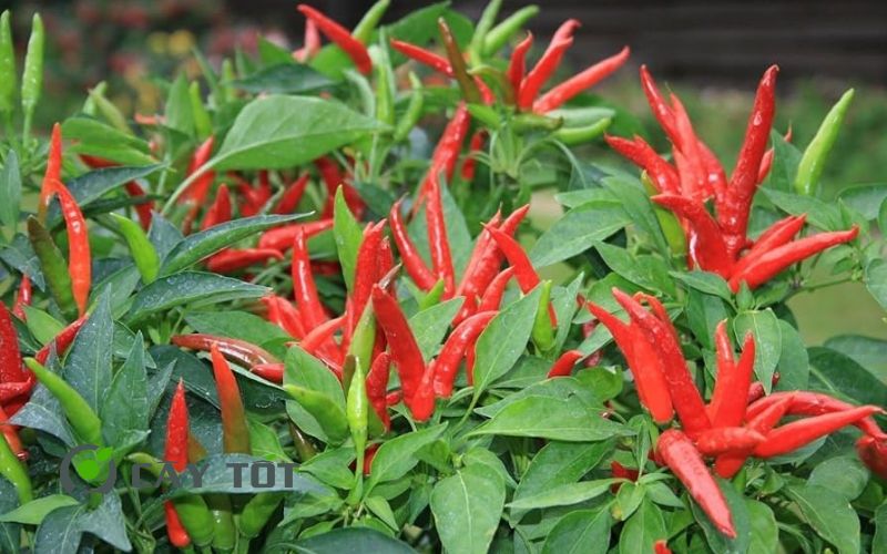 Hạt Giống Ớt Chỉ Thiên