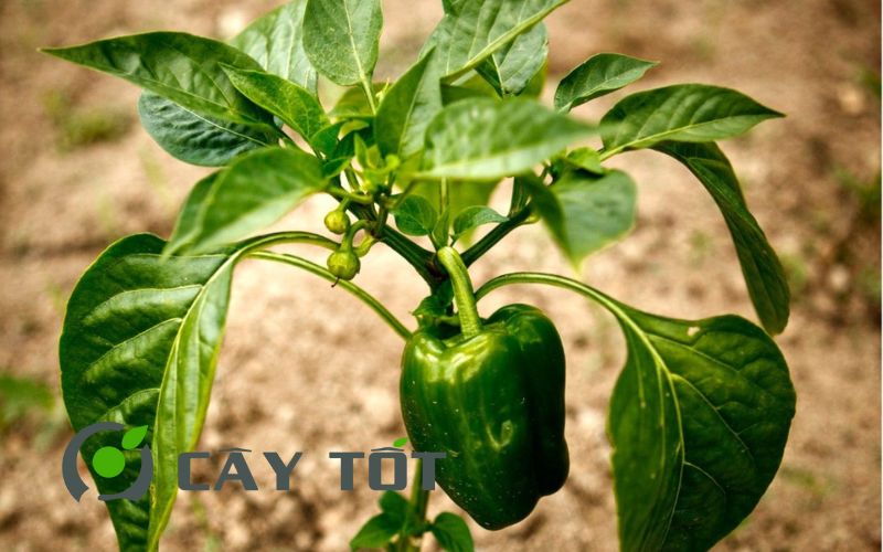 Hạt Giống Ớt Hiểm