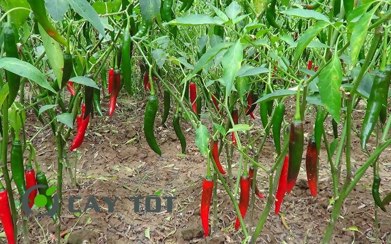 Hạt Giống Ớt Sừng