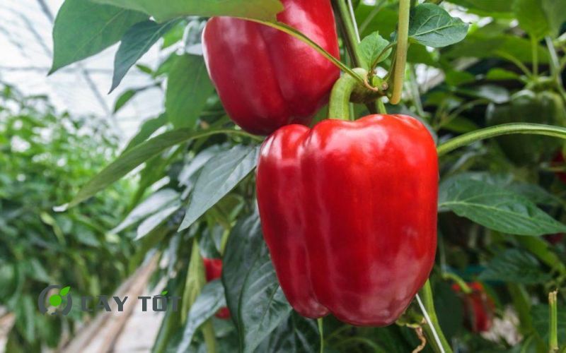 Hạt Giống Ớt Chuông Đỏ