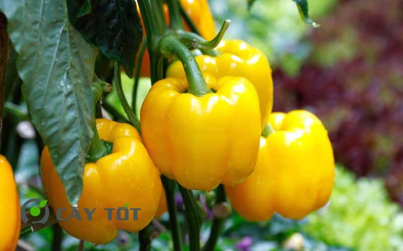 Hạt Giống Ớt Chuông Vàng