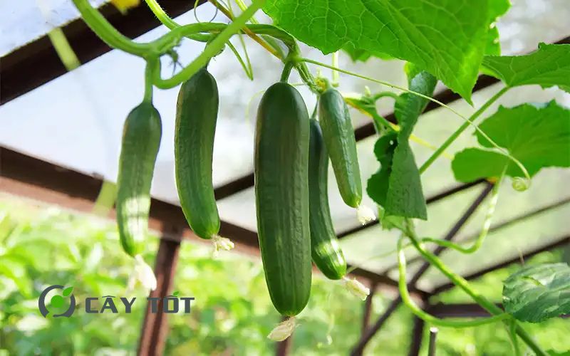 Hạt Giống Dưa Leo