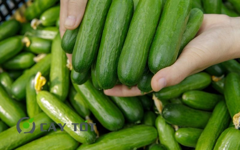 Hạt Giống Dưa Leo Baby