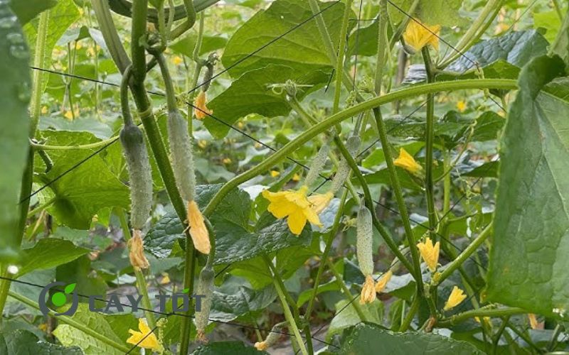 Hạt Giống Dưa Leo Thân Gai
