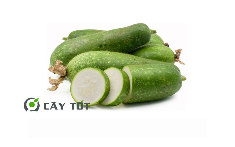 Hạt Giống Bí Đao