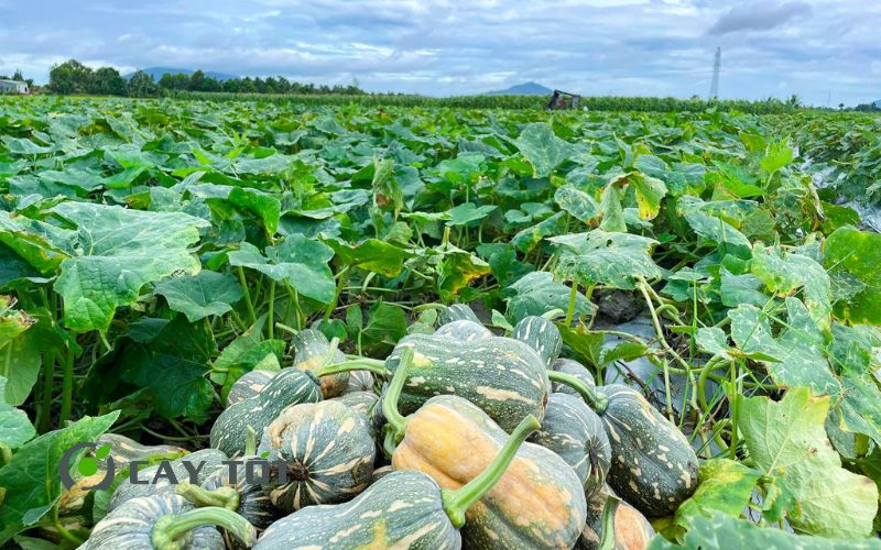 Hạt Giống Bí Đỏ