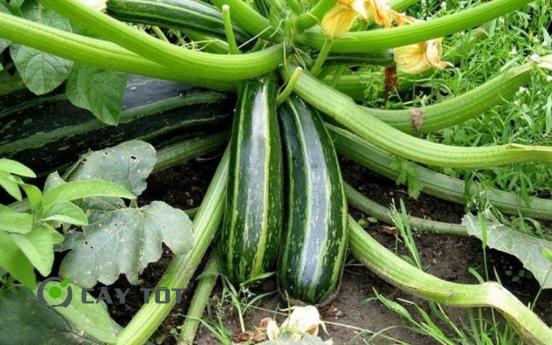 Hạt Giống Bí Ngòi Xanh