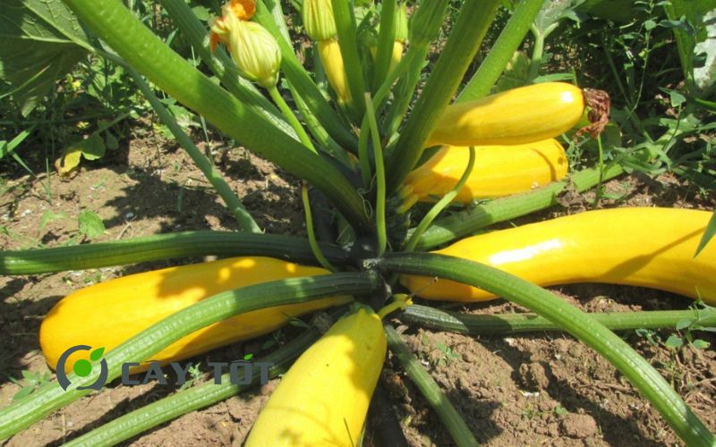 Hạt Giống Bí Ngòi Vàng