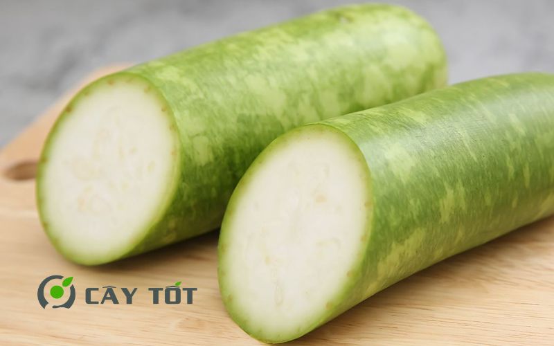 Hạt Giống Bầu Sao