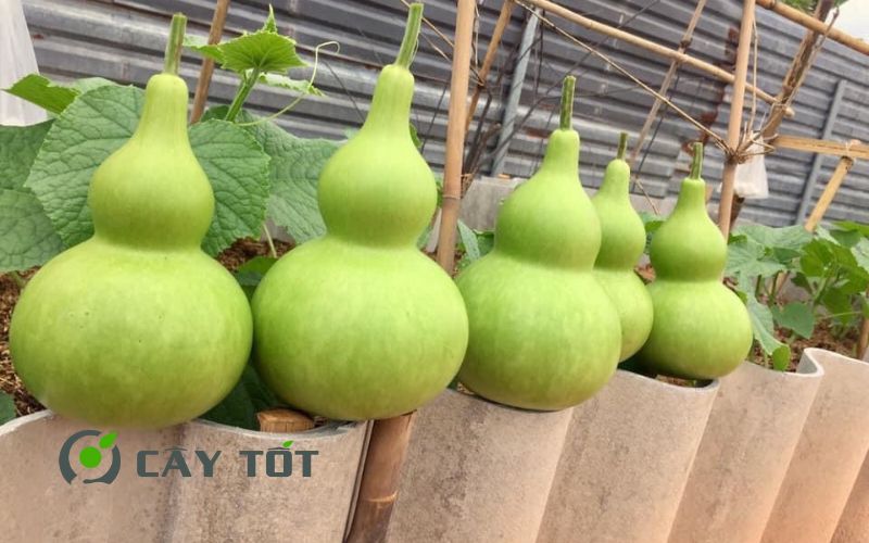 Hạt Giống Bầu Hồ Lô