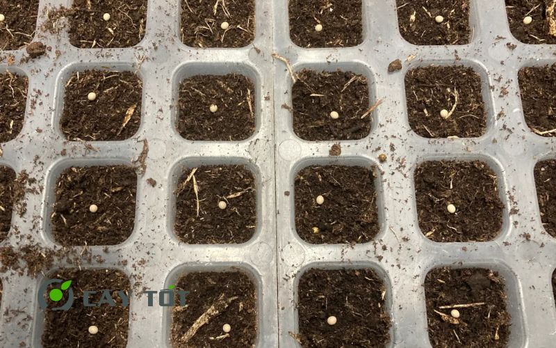 Hạt Giống Xà Lách Xoăn