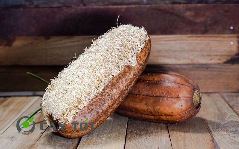 Hạt Giống Mướp Hương