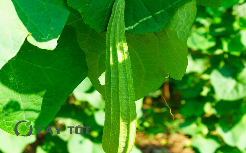 Hạt Giống Mướp Khía