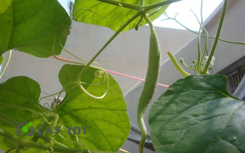 Hạt Giống Mướp Nhật