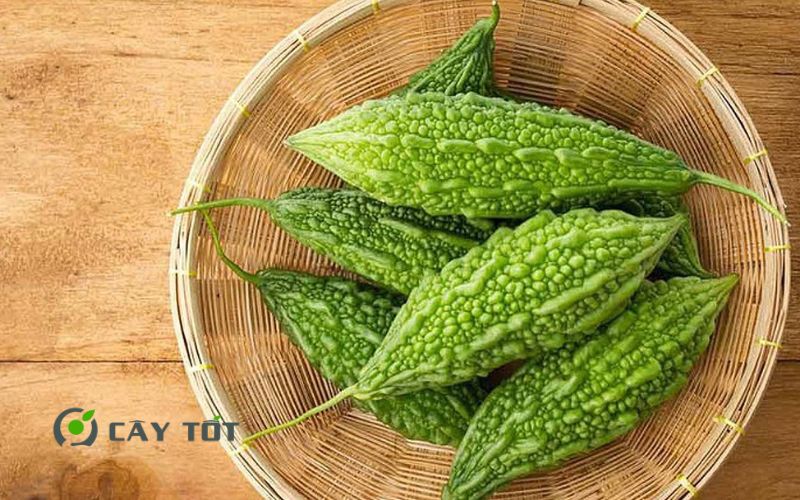 Hạt Giống Khổ Qua