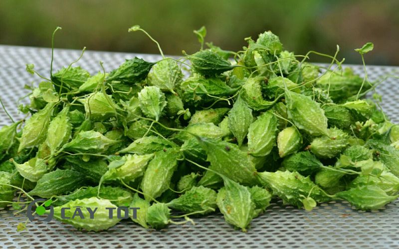 Hạt Giống Khổ Qua Rừng