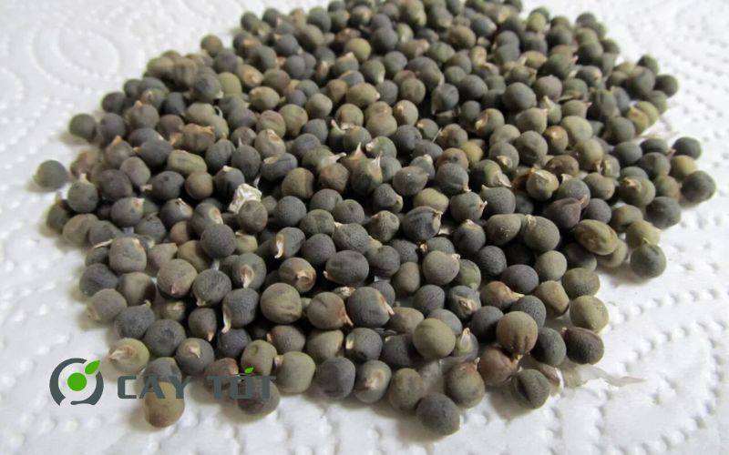 Hạt Giống Đậu Bắp