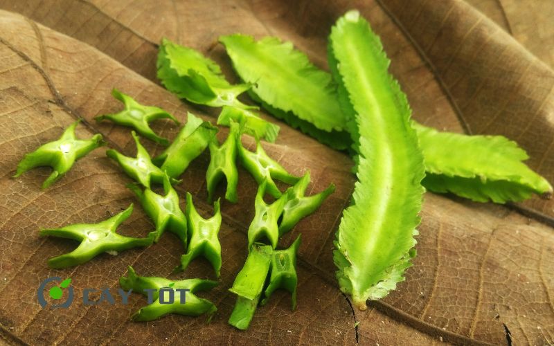 Hạt Giống Đậu Rồng