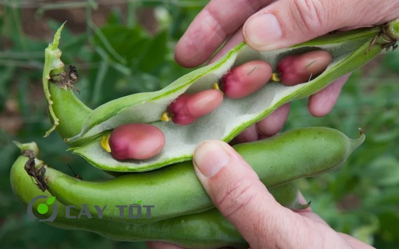 Hạt Giống Đậu Que