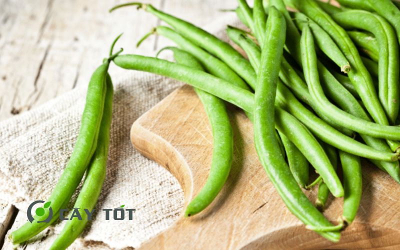 Hạt Giống Đậu Cove Xanh