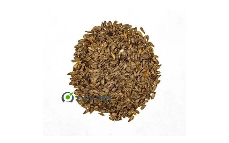 Hạt Giống Xà Lách Mỡ