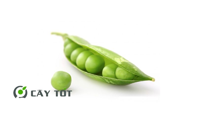 Hạt Giống Đậu Hà Lan Lùn