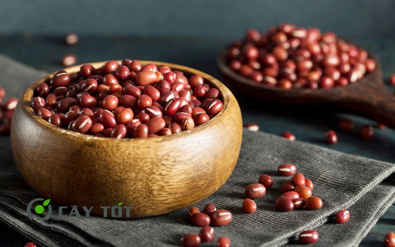 Hạt Giống Đậu Đỏ