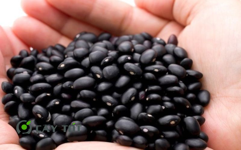 Hạt Giống Đậu Đen