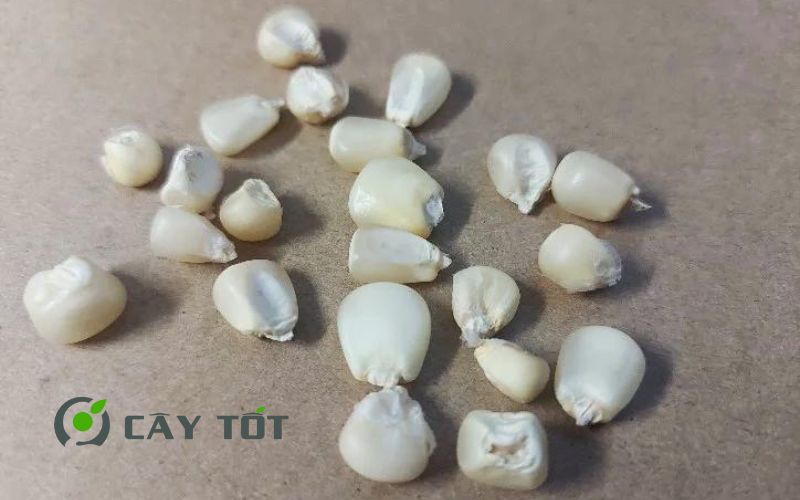 Hạt Giống Ngô Nếp