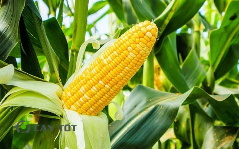 Hạt Giống Ngô Ngọt