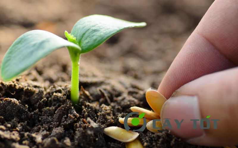 Hạt Giống Cây Trồng