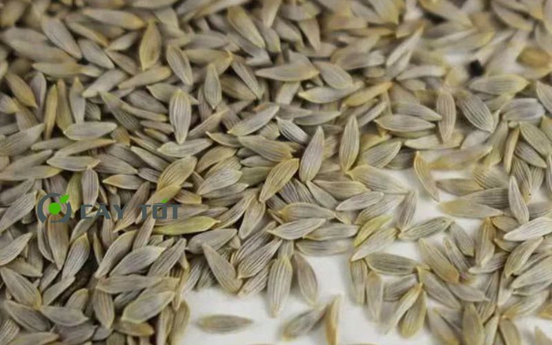 Hạt Giống Xà Lách Búp