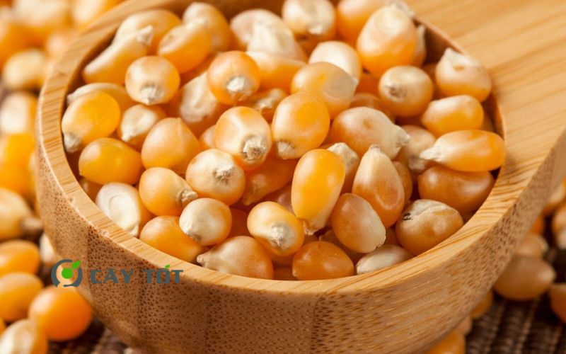 Hạt Giống Ngô Nổ