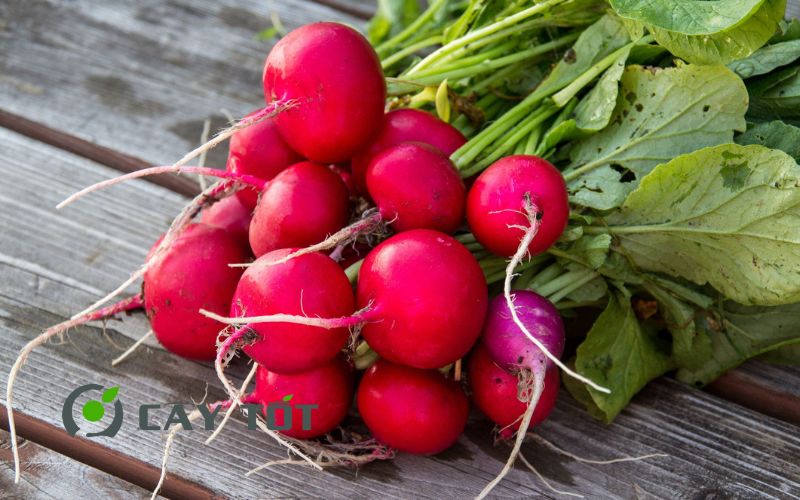 Hạt Giống Củ Cải Đỏ
