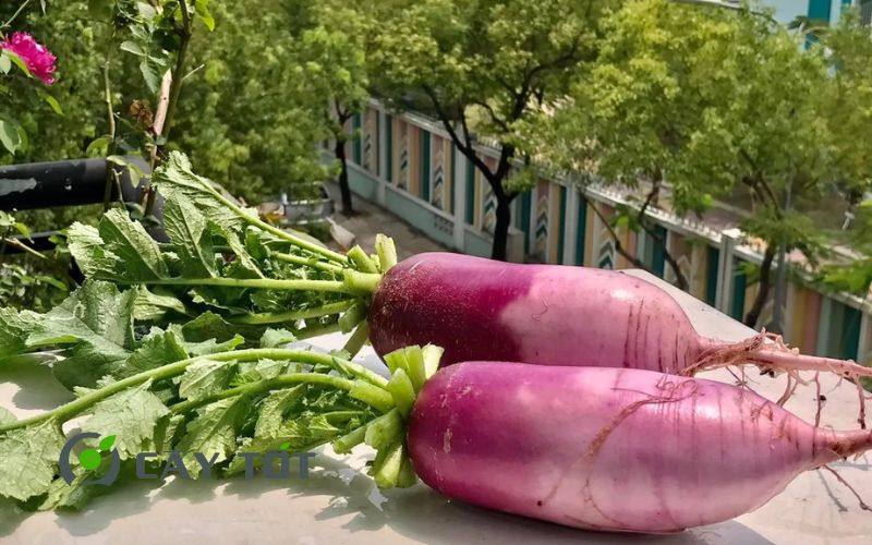 Hạt Giống Củ Cải Tím