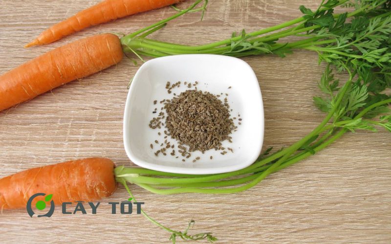 Hạt Giống Cà Rốt