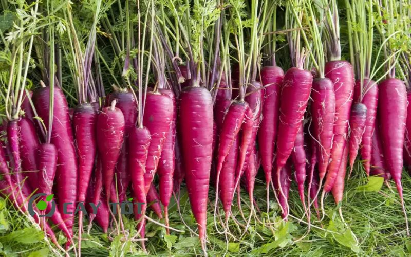 Hạt Giống Cà Rốt Tím