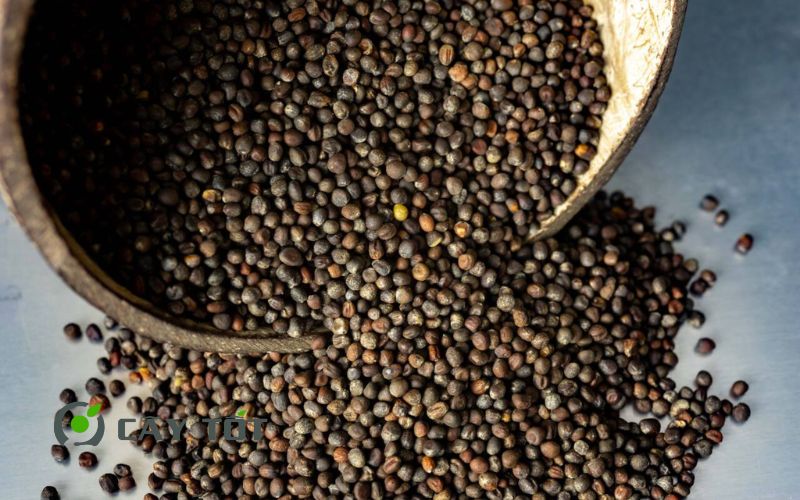 Hạt Giống Su Hào