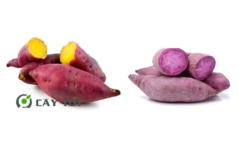 Hạt Giống Khoai Lang Tím