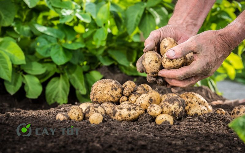 Hạt Giống Khoai Tây