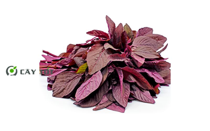 Hạt Giống Rau Dền Đỏ