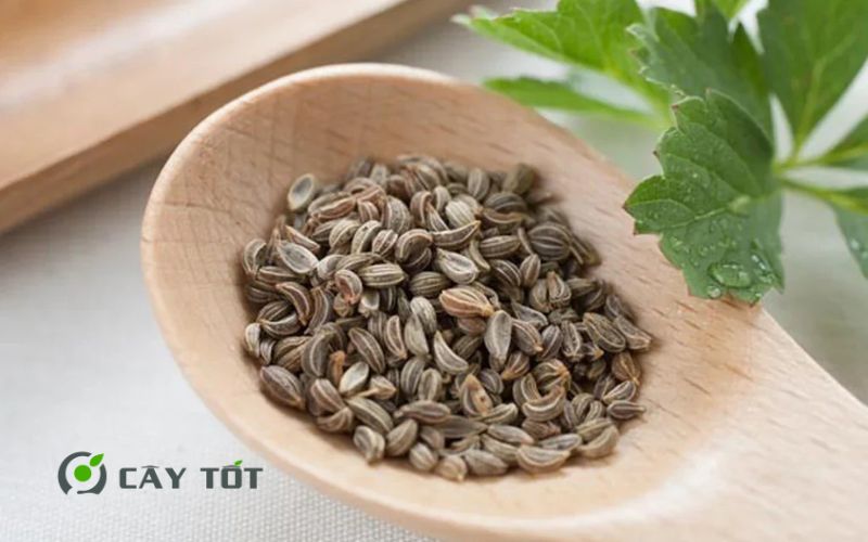 Hạt Giống Rau Mùi Tây