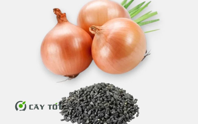 Hạt Giống Hành Tây