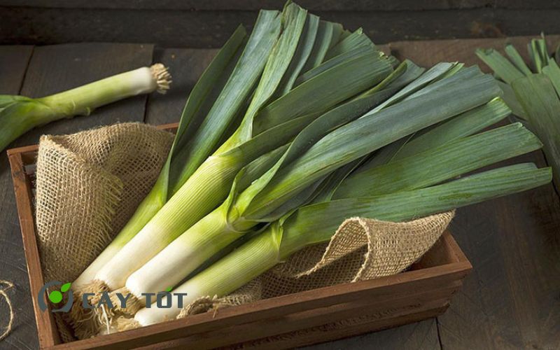 Hạt Giống Tỏi Tây
