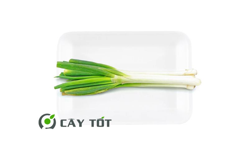 Hạt Giống Hành Baro