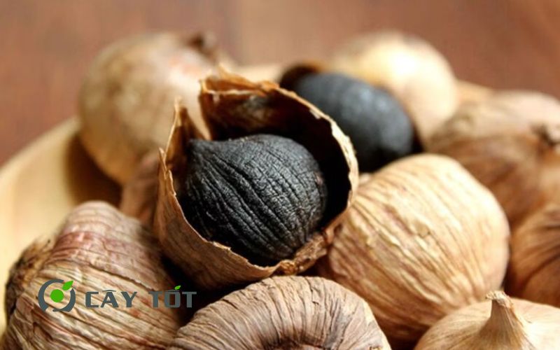Hạt Giống Tỏi Đen