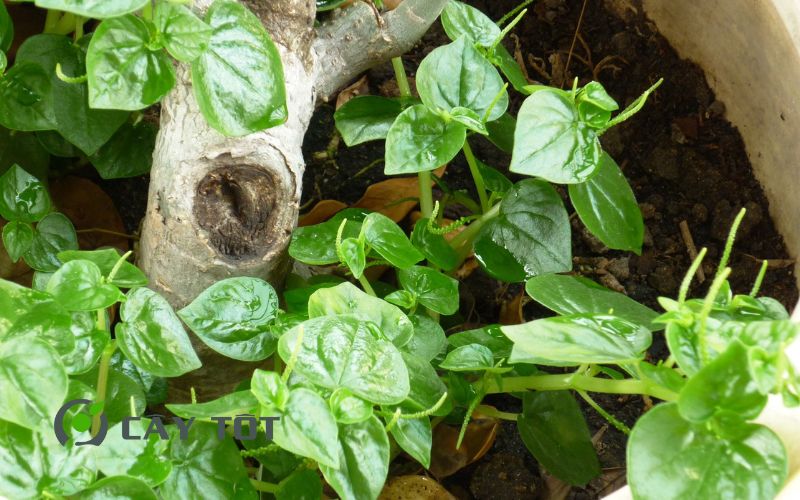 Hạt Giống Rau Càng Tôm