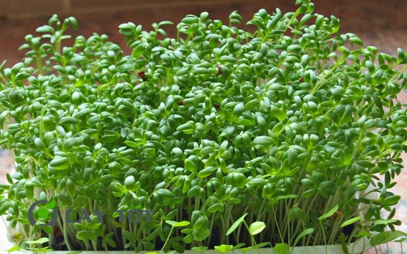 Hạt Giống Cải Mầm