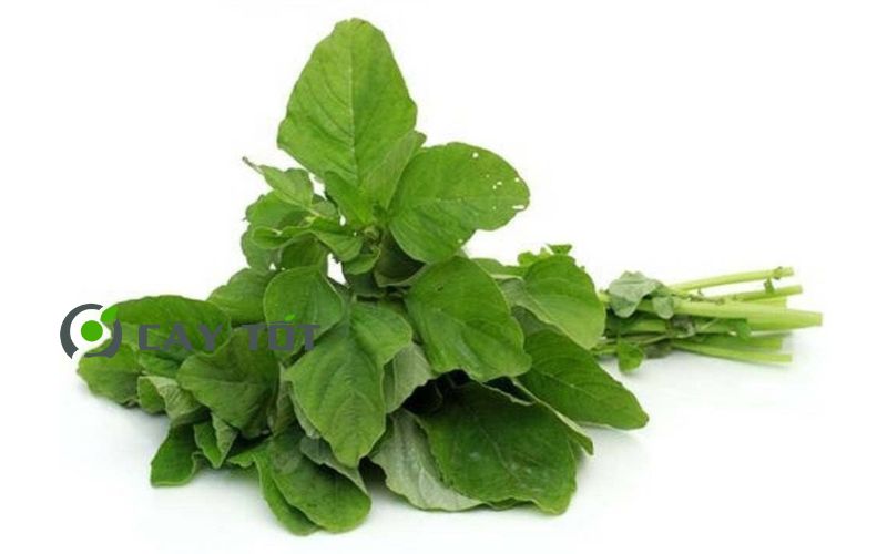 Hạt Giống Rau Dền Xanh